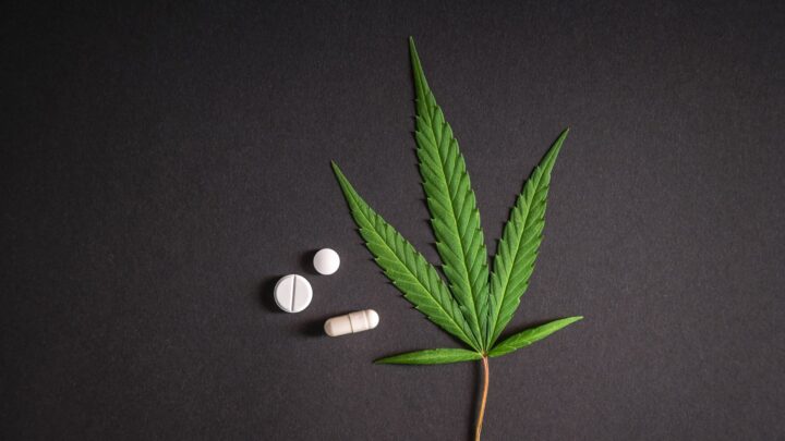 Cannabis plante og hvide tabeletter på mørkegrå baggrund